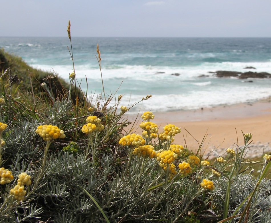 yellow flowers on the beach