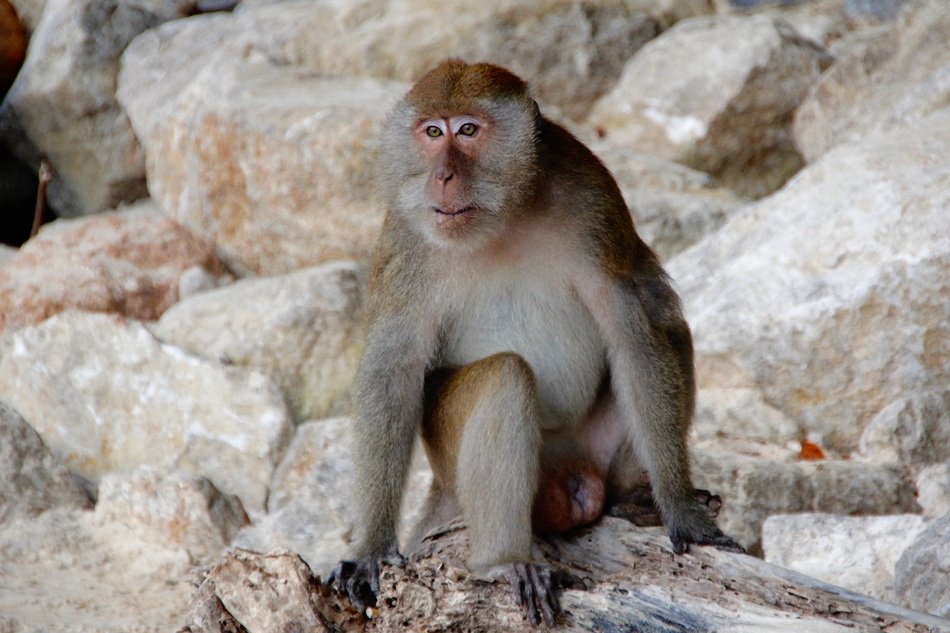 Picture of the Monkey on a beach