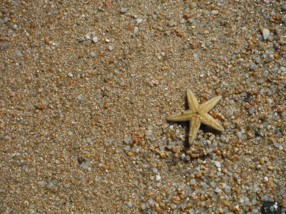 starfish on the beach in sardinia