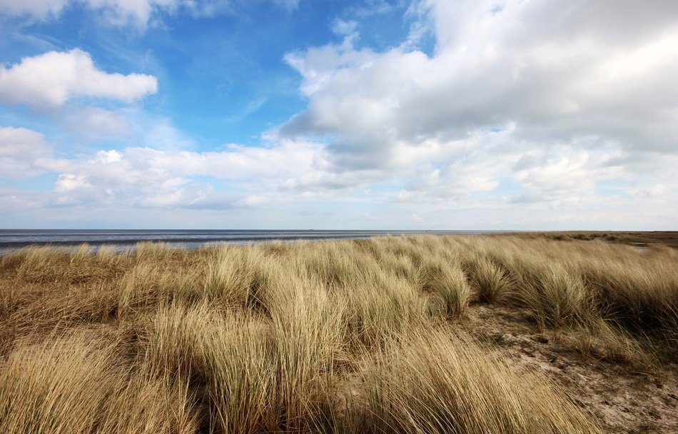 wind in the grass on the north sea coast