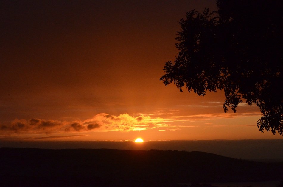 a gorgeous sunset by the trees