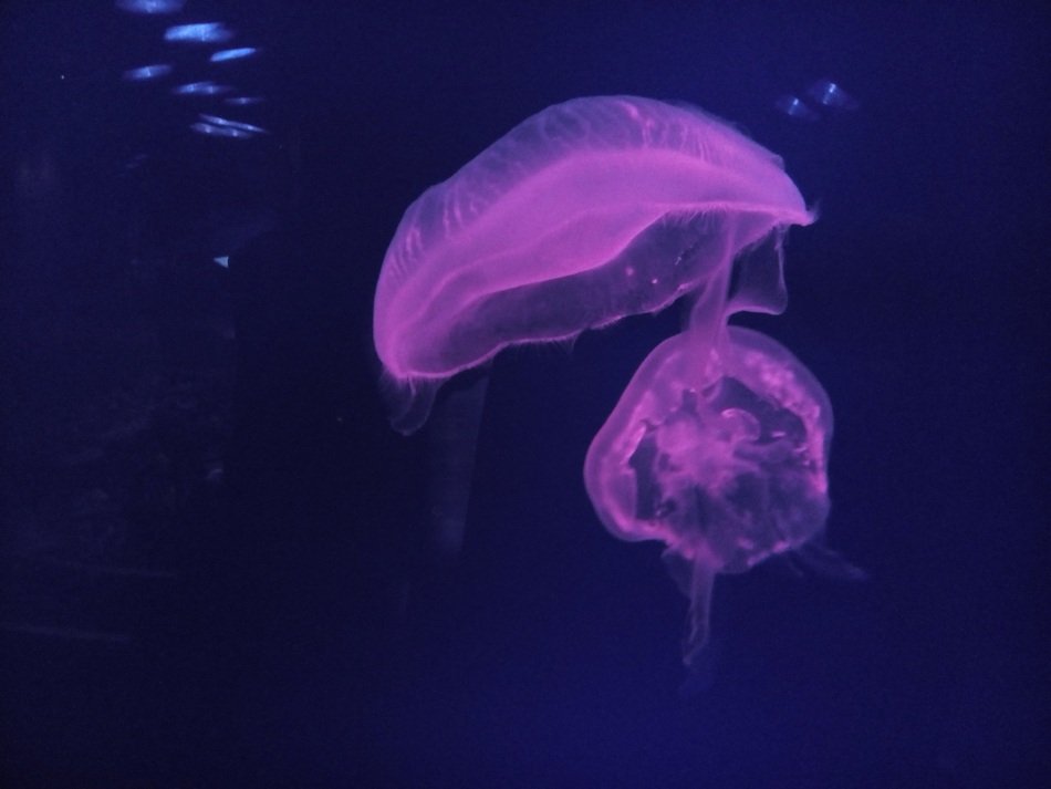jellyfish in the waters of dubai