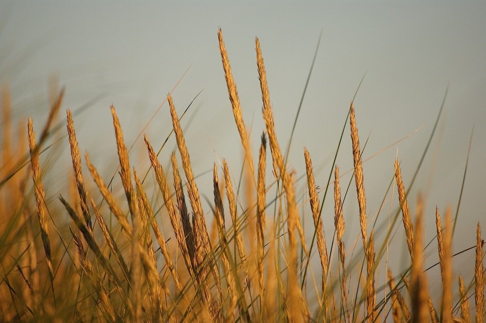 dune plants in summer