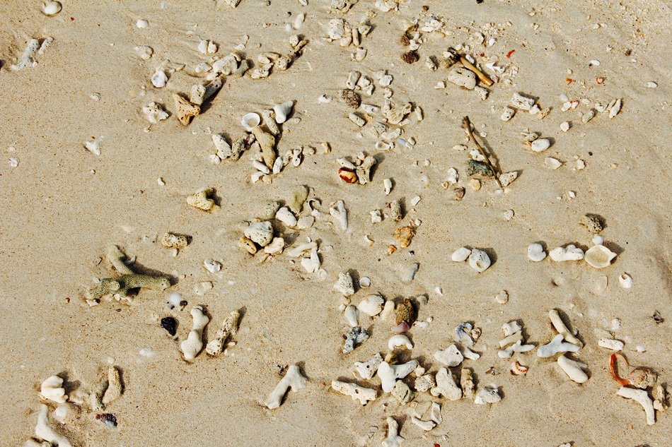 mussel shells on a sandy beach