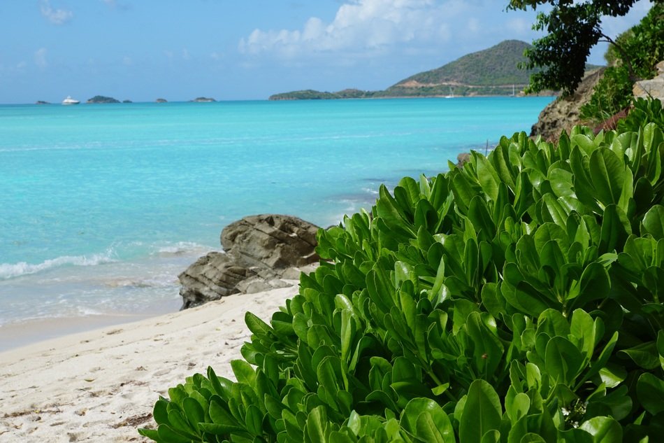 green plants on the beach in the caribbean