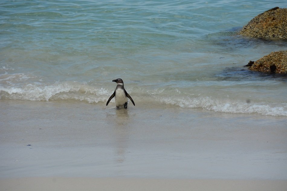 penguin on a beach near the rocks in south africa