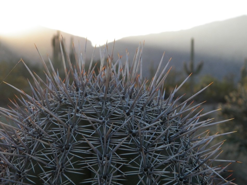macro view of Cactus in Desert