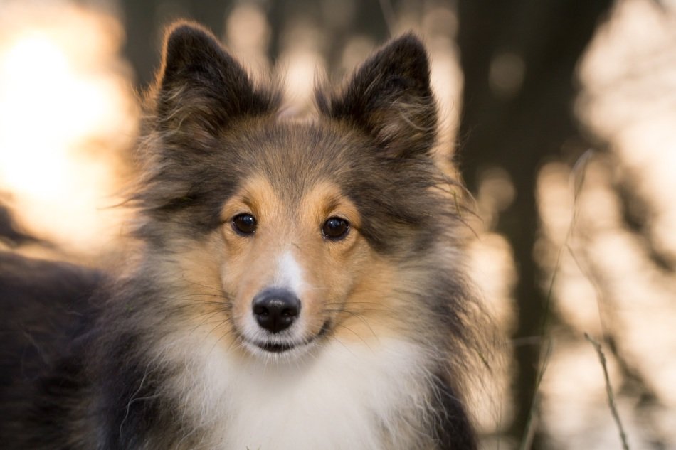 Sunset on the beautiful colorful Sheltie