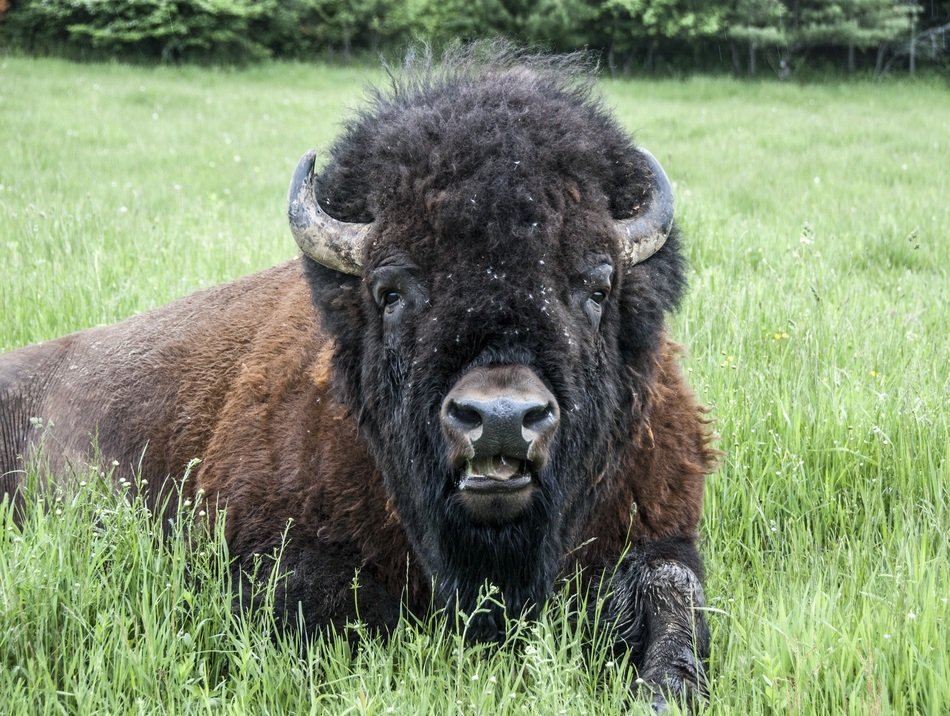 bison in the park close up