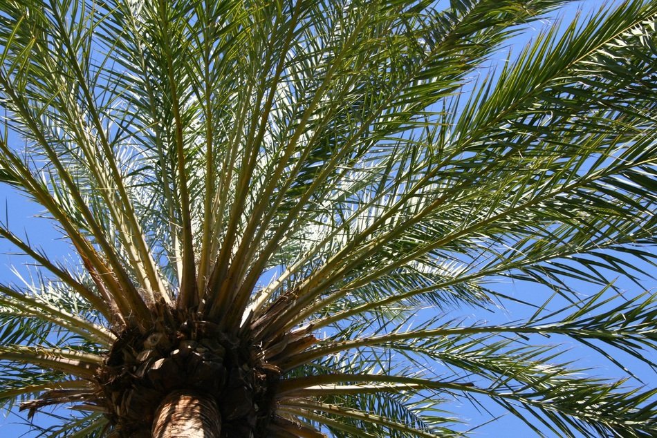 charming Palm Leaves