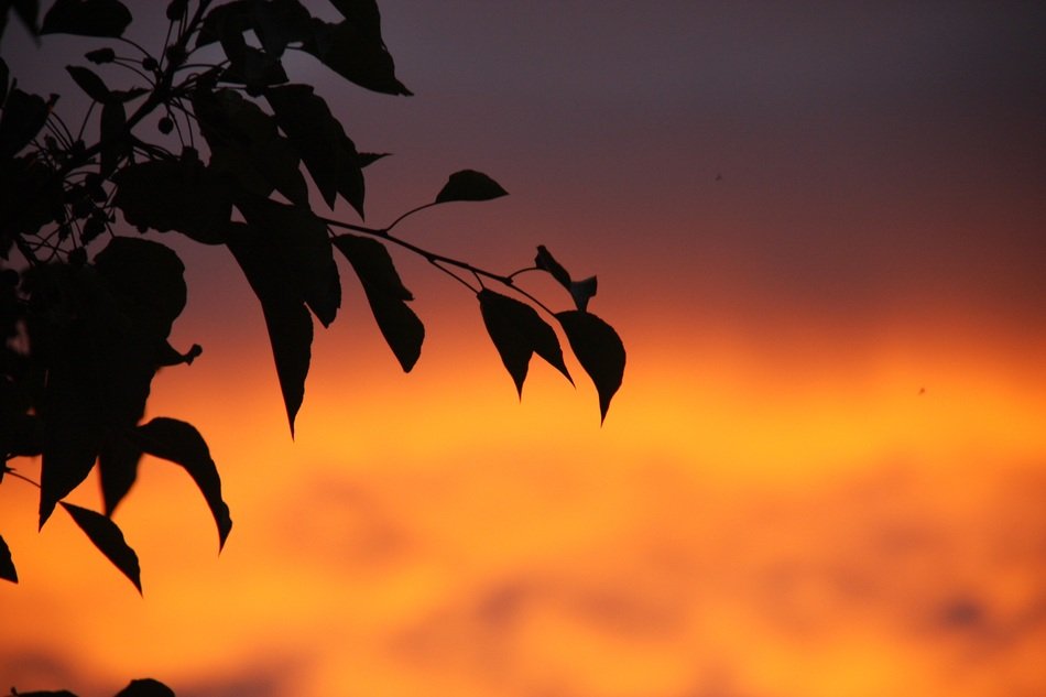 silhouette of leaves against the sunset