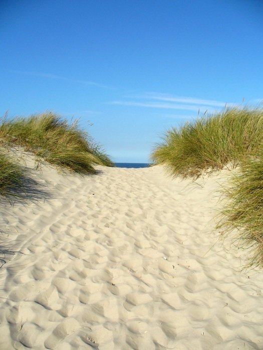 sandy road with plants to the blue sea