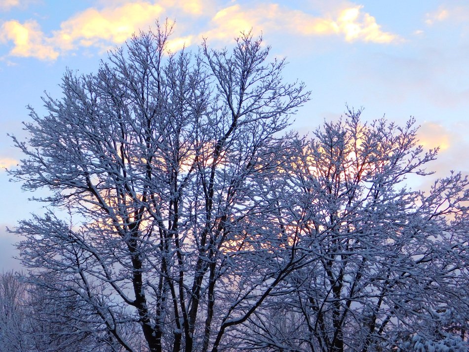 strikingly beautiful Snowy Trees at Winter