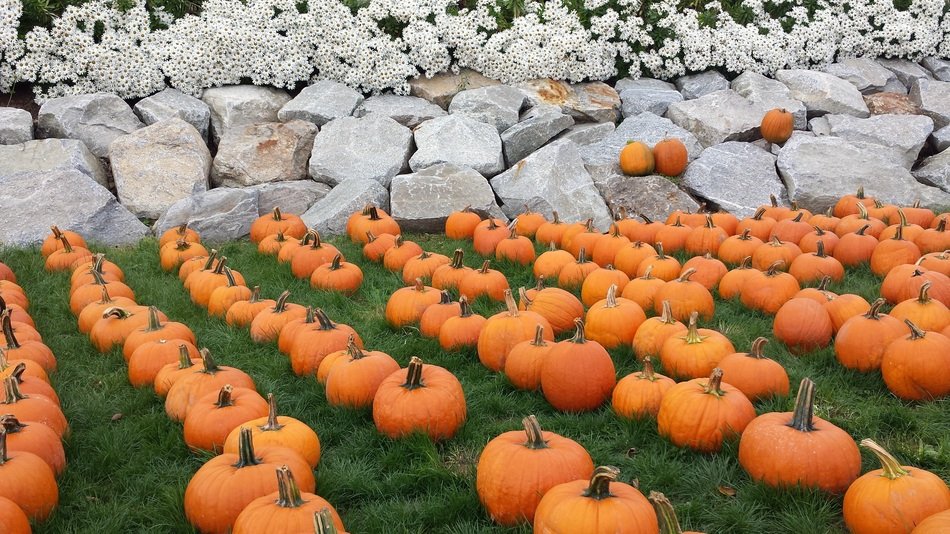 Pumpkins near the stones in fall