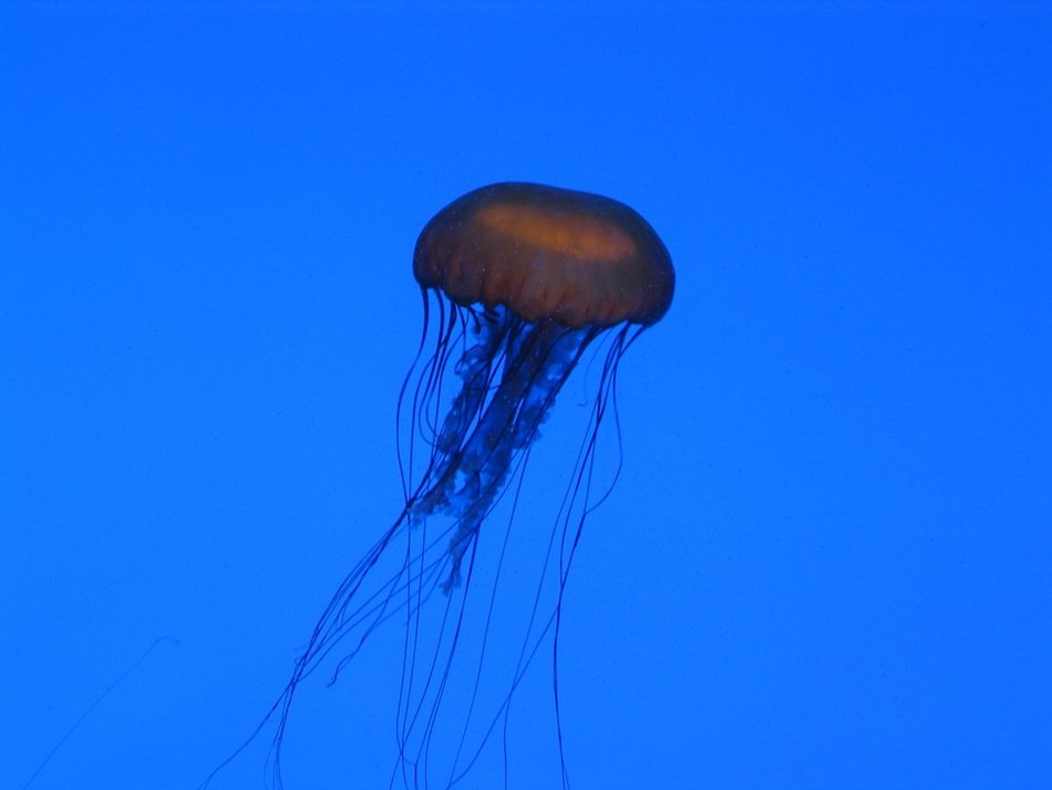 charming Jellyfish Aquarium
