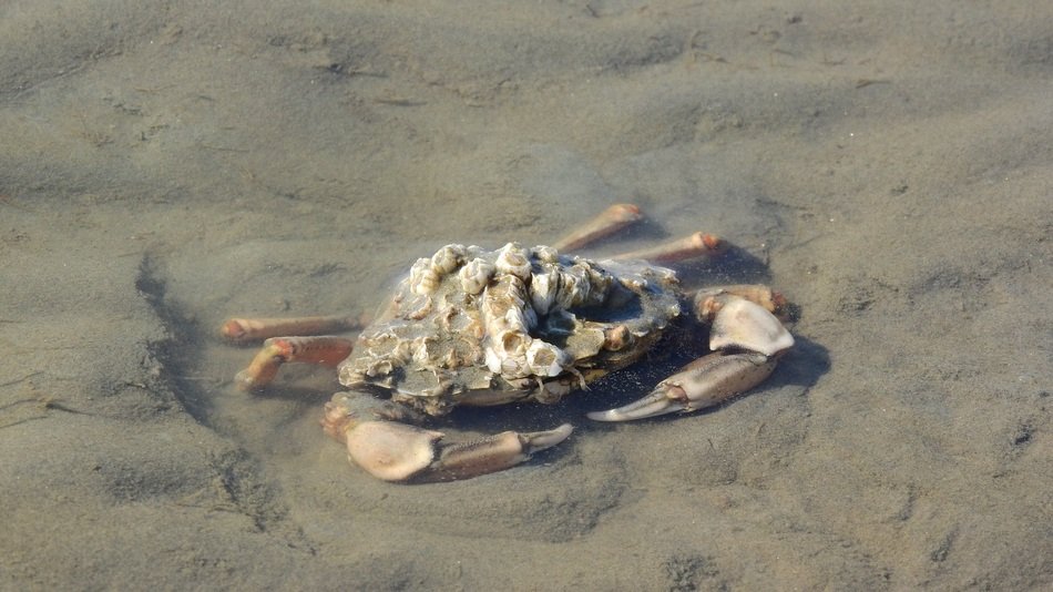 crab on the beach