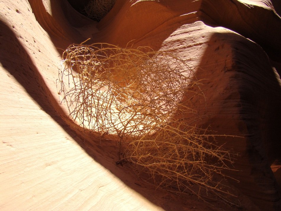 dry plant in the desert in Arizona