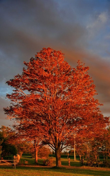 Golden Hour at Fall