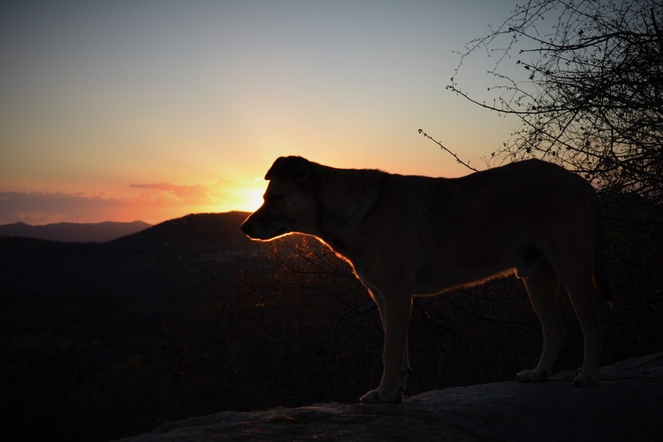 animal on a rock at sunset background