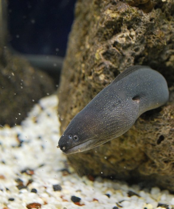 dangerous moray swam out of the hole