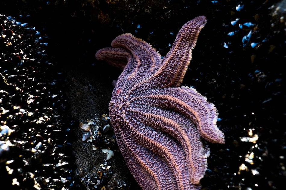 big starfish in the underwater world