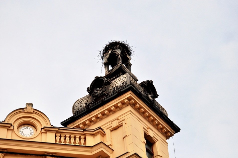 the stork nest on the building with the clock