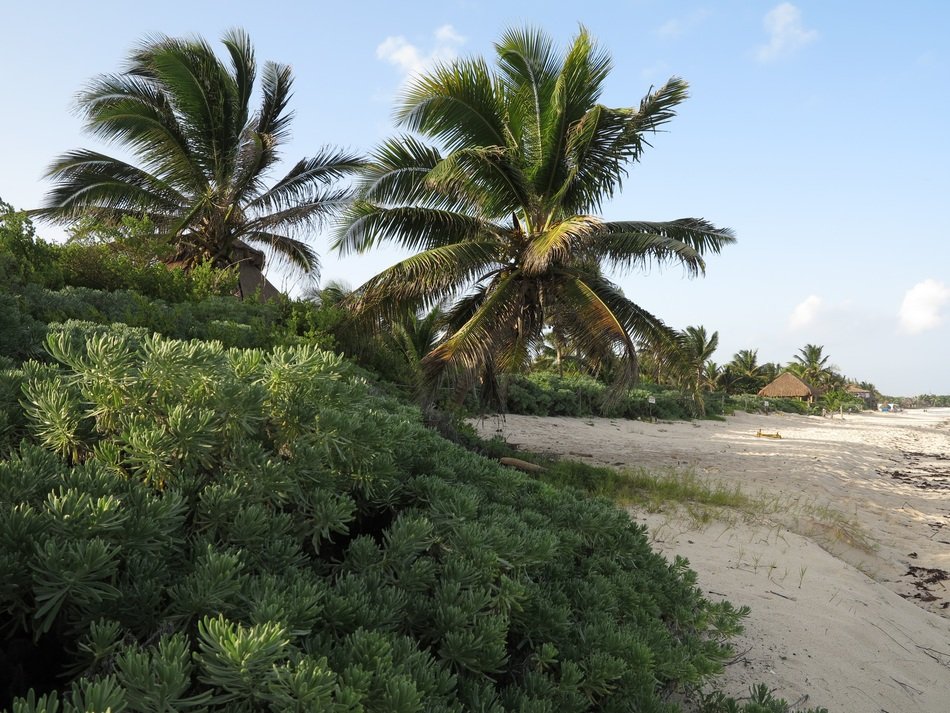 Palms on the beach of Yucatan