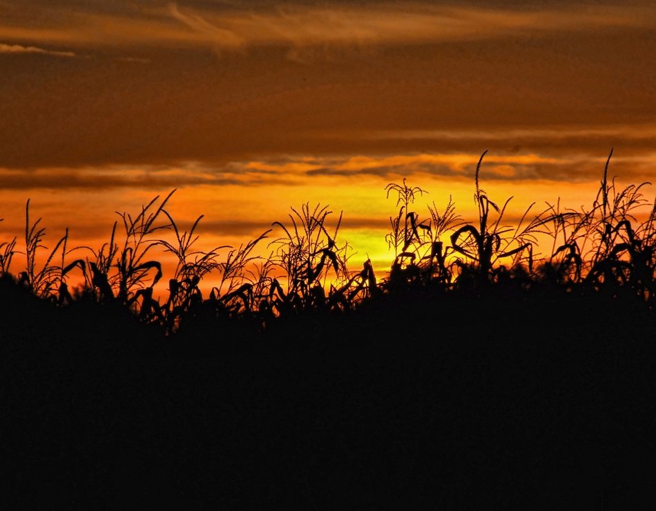 Silhouette of the corn under the sunset