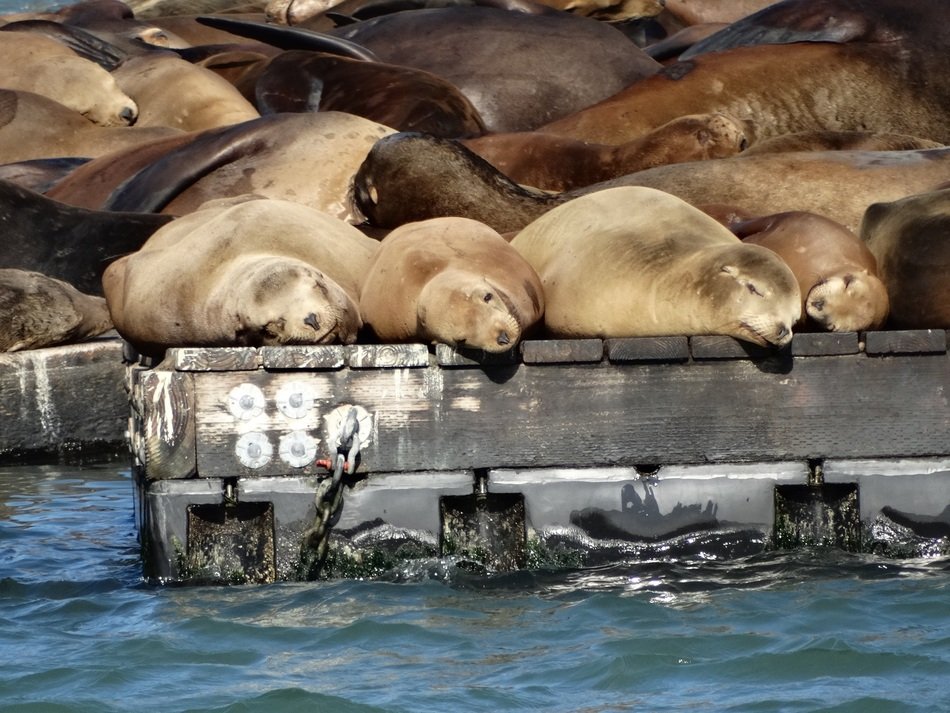Picture of lots of Sea Leons