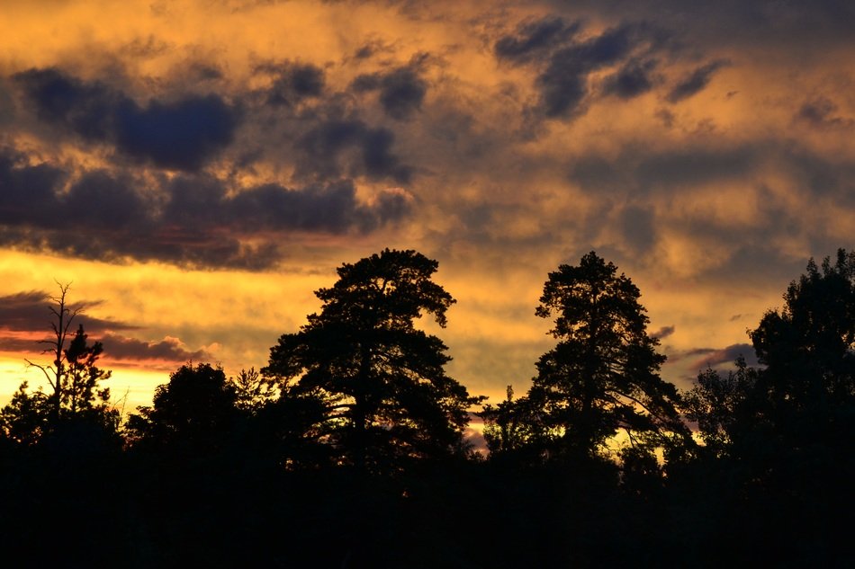 dramatic sunset over dark trees