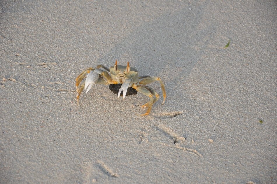 incredibly beautiful Crab