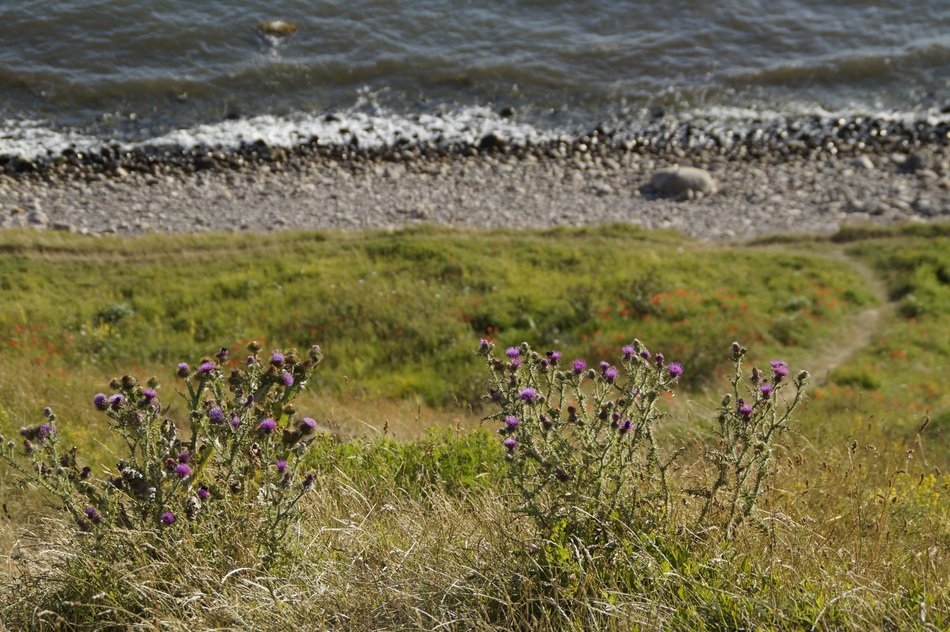 thistle on a cliff in sweden