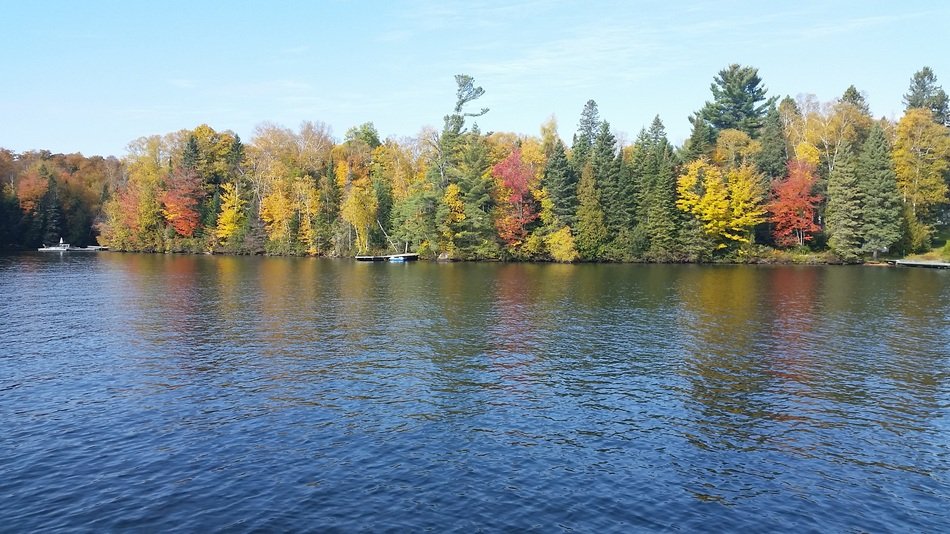distant view of trees in the colors of autumn on the shore