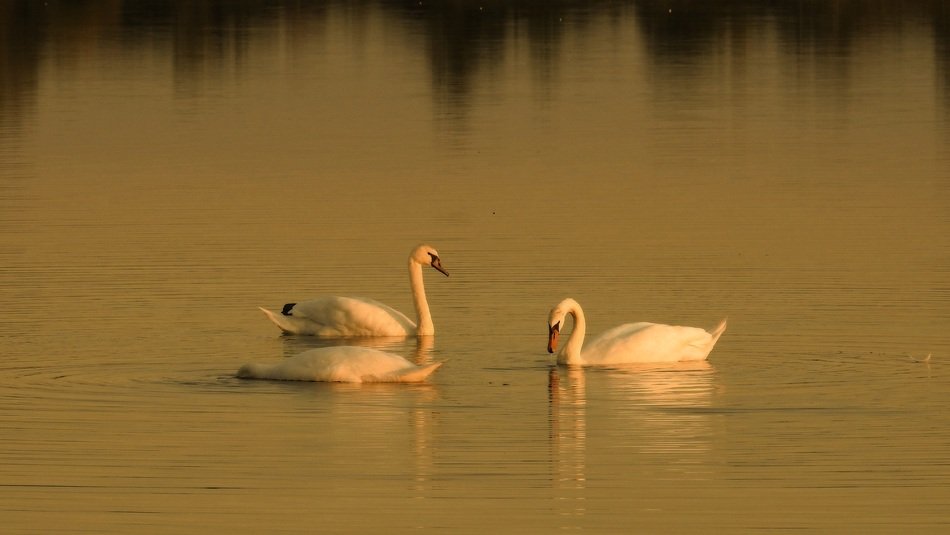 Picture of swimming swans on a Golden Hour