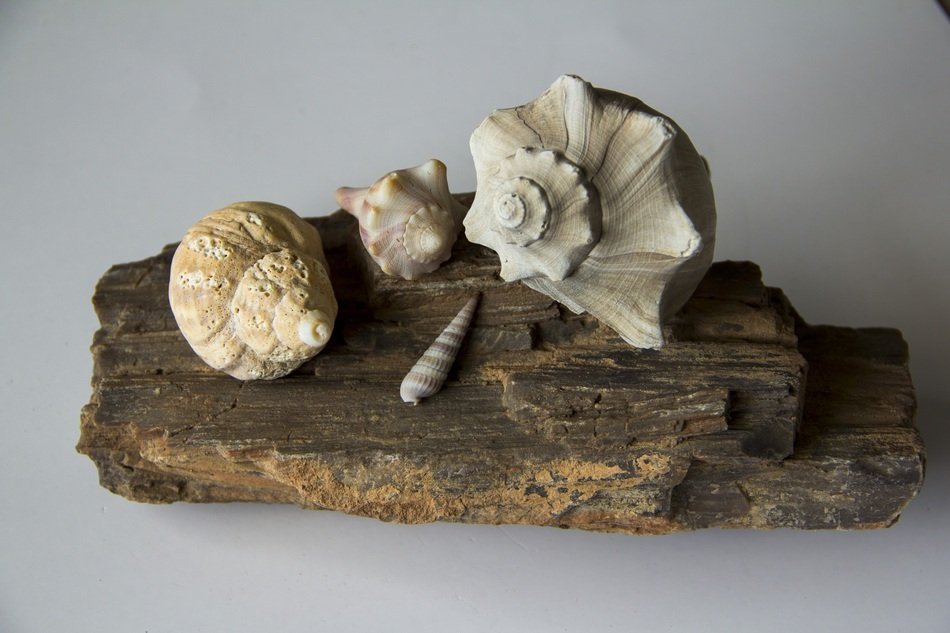 large beautiful rapana shells