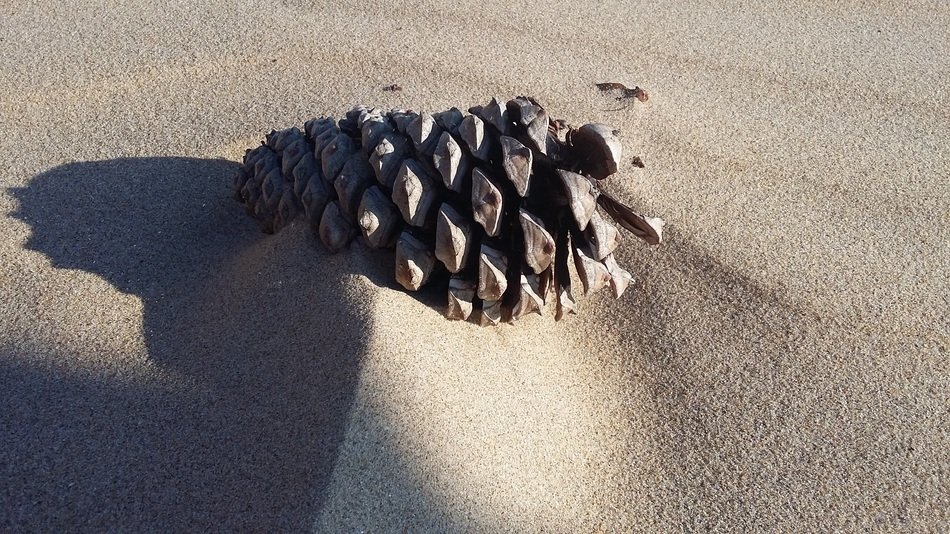 pine cone on the beach