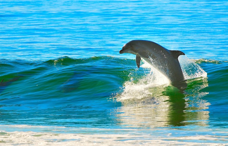 Dolphin on wave