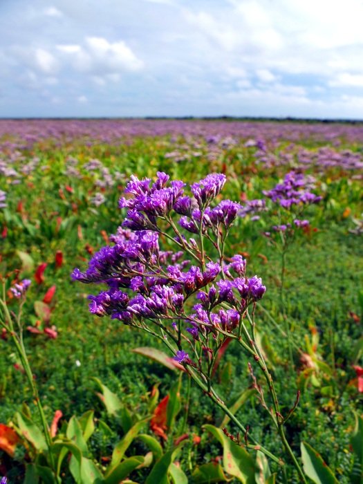 Beach Lilac in a salt meadow