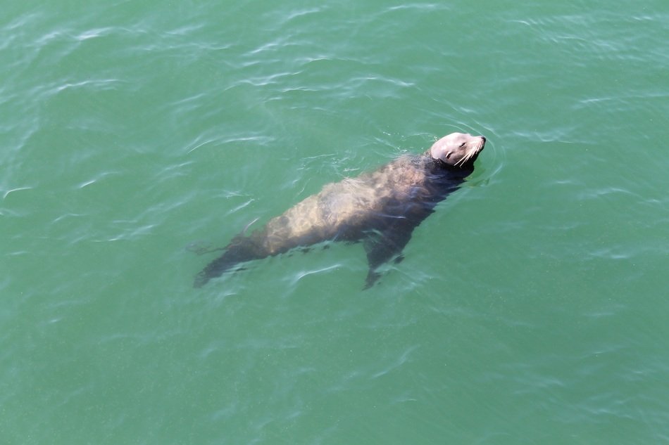 Picture of Seal in Ocean