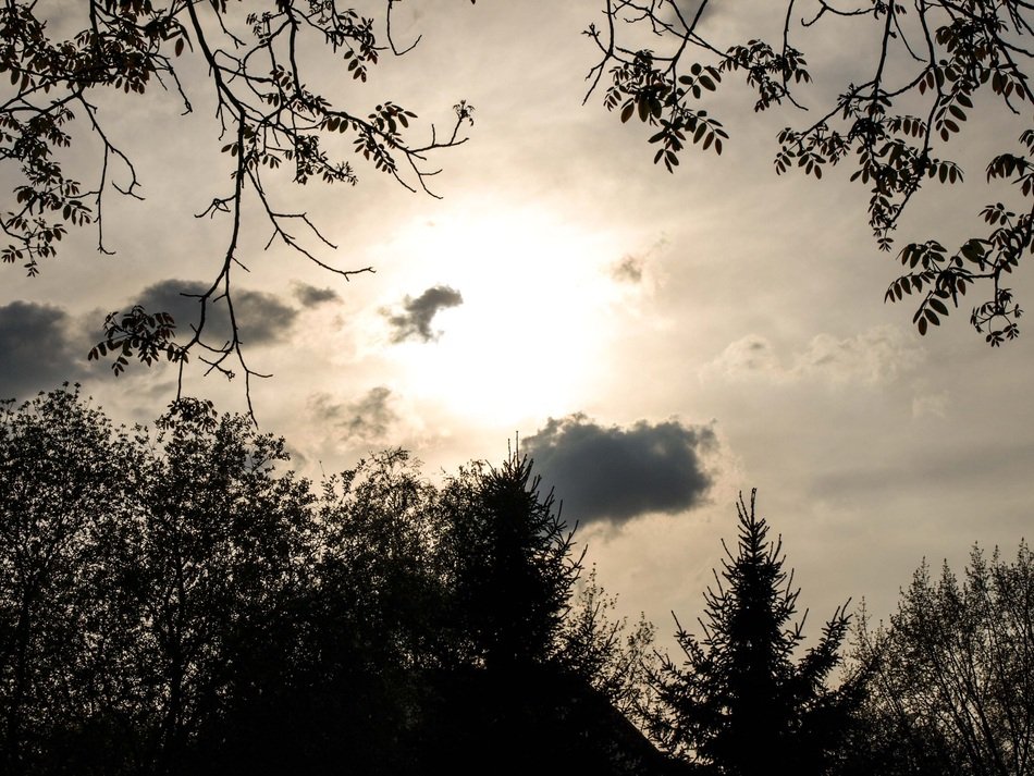 trees against the background of the evening rainy sky