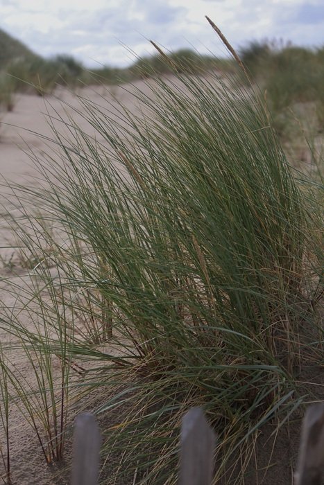 Landscape of grass on a beach