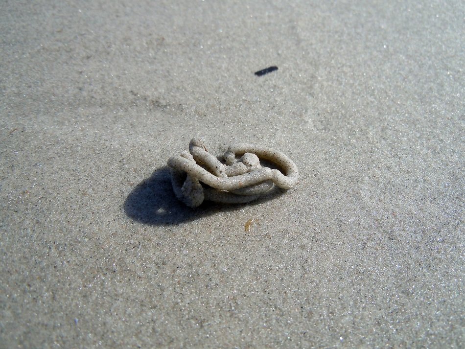 lupus on the beach near the Baltic Sea