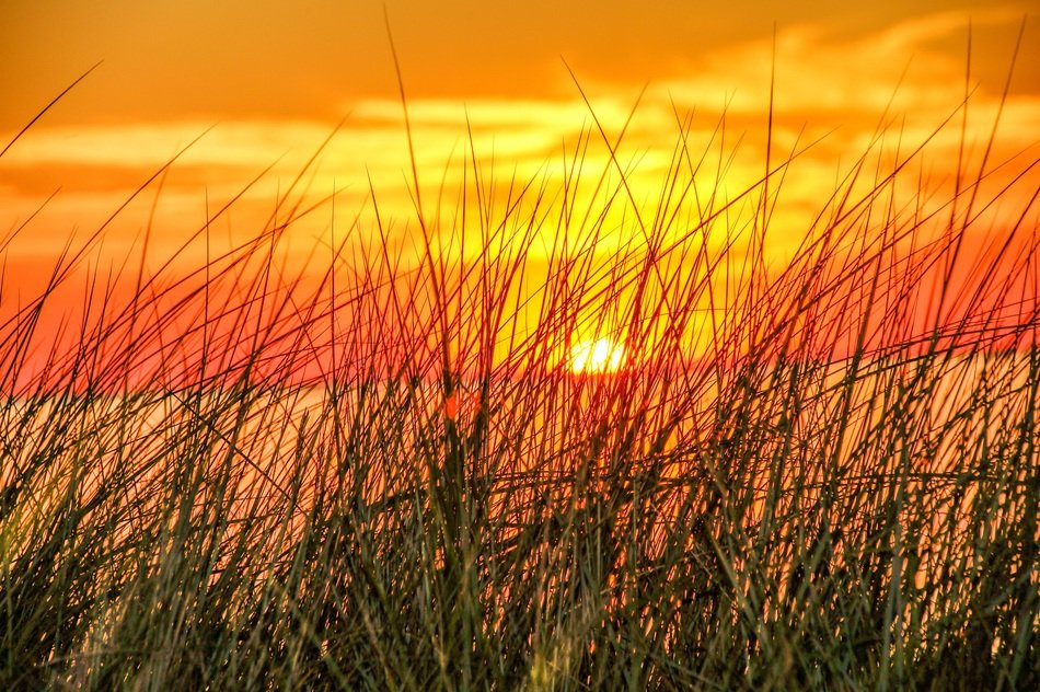 view through the grass at a romantic sunset