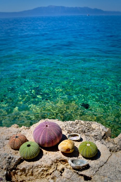 strikingly beautiful Sea ​​Urchin