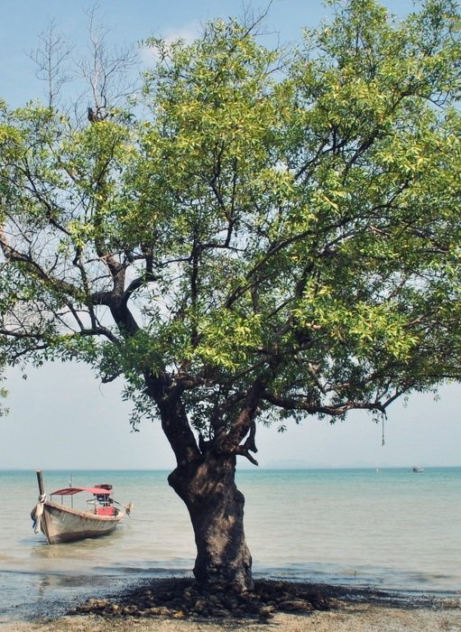 Mangrove Boot Sea