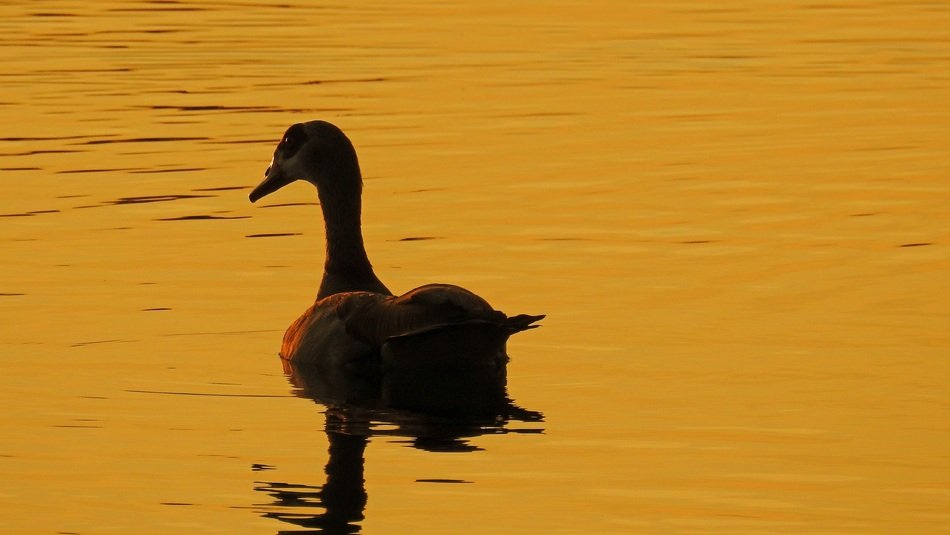 duck on the lake at golden sunset with reflection in the water