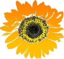 drawn sunflower bud on a white background