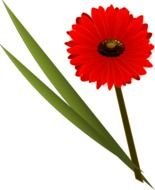 isolated red gerbera flower