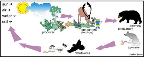 food chain in taiga
