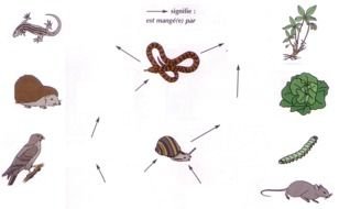 La Chaine Alimentaire drawing